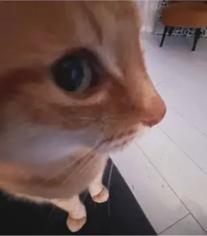 cat looking at the camera at very close proximity, with ony one eye visible